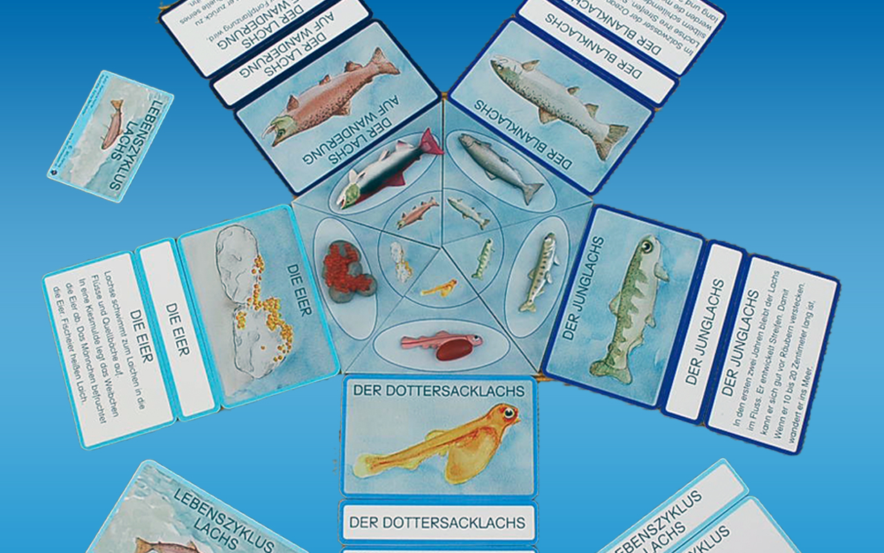 Lebenszyklus Lachs