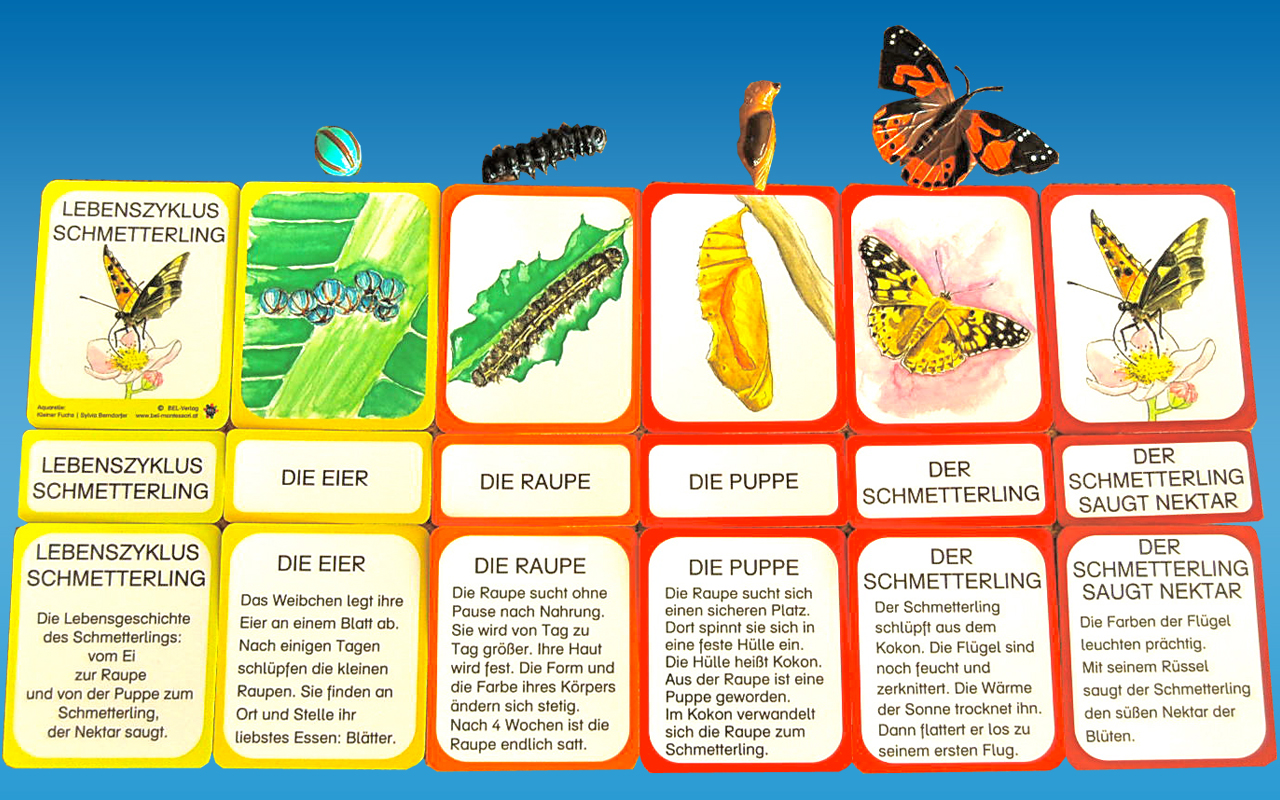 Lebenszyklus Schmetterling